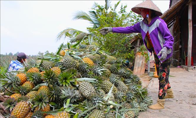 Farmers transport pineapples to the consumer's market. VNA Photo: Nguyễn Hằng