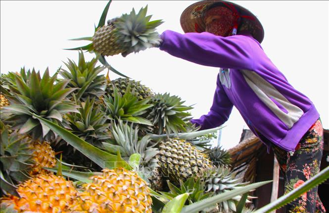 Farmers harvest pineapples in Vi Thanh city. VNA Photo: Nguyễn Hằng