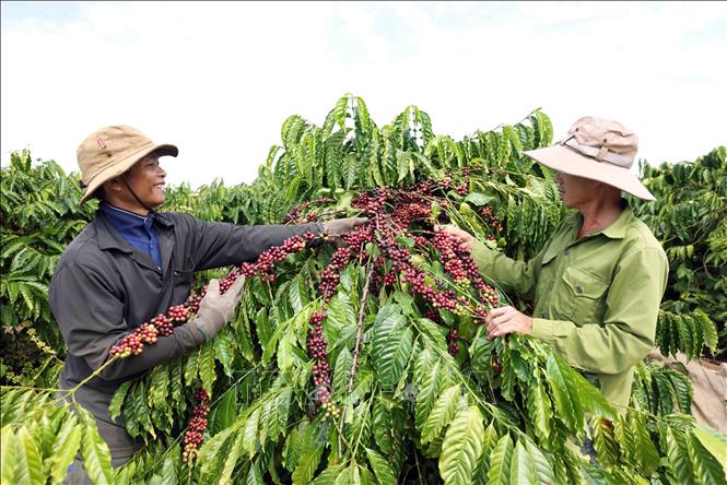 The Vietnam National Coffee Corporation (Vinacafe) expects to gain a coffee productivity of 14-15 tonnes per ha in the 2024-2025 crop in the Central Highlands province of Kon Tum. VNA Photo: Vũ Sinh 