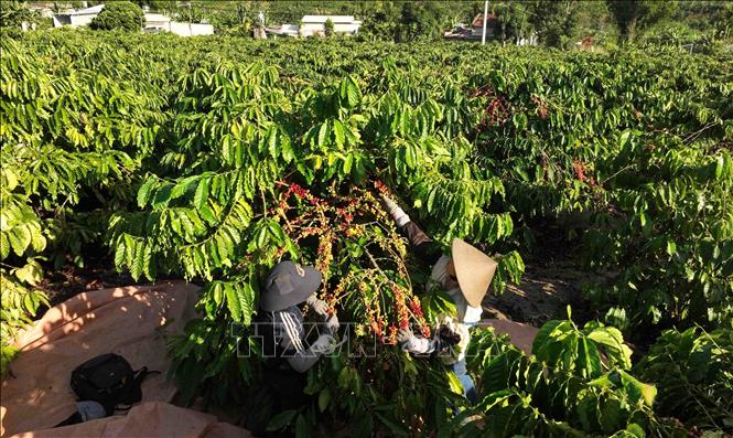 The Vietnam National Coffee Corporation (Vinacafe) expects to gain a coffee productivity of 14-15 tonnes per ha in the 2024-2025 crop in the Central Highlands province of Kon Tum. VNA Photo: Vũ Sinh 