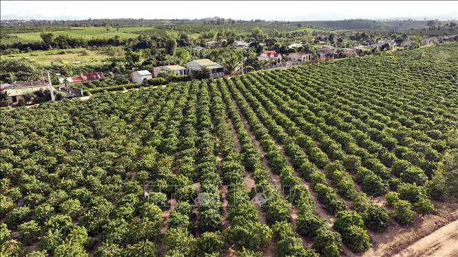 The Vietnam National Coffee Corporation (Vinacafe) has 1,755 ha for coffee plantation in the Central Highlands province of Kon Tum with an expected productivity of 14-15 tonnes per ha in the 2024-2025 crop. VNA Photo: Vũ Sinh 