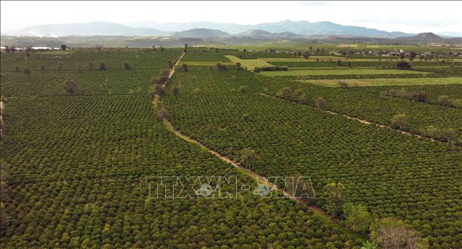 The Vietnam National Coffee Corporation (Vinacafe) has 1,755 ha for coffee plantation in the Central Highlands province of Kon Tum with an expected productivity of 14-15 tonnes per ha in the 2024-2025 crop. VNA Photo: Vũ Sinh