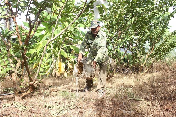 Người dân tưới chế phẩm sinh học theo mô hình giải pháp Phòng trừ sâu bệnh hại bằng giải pháp sinh học. Ảnh: K GỬIH –TTXVN