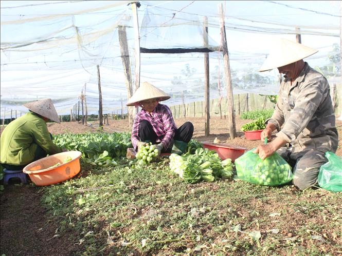 Gia đình ông Lại Văn Bảy ở xã Thanh Hòa (Bù Đốp, Bình Phước) thu hoạch rau hữu cơ. Ảnh: K GỬIH –TTXVN