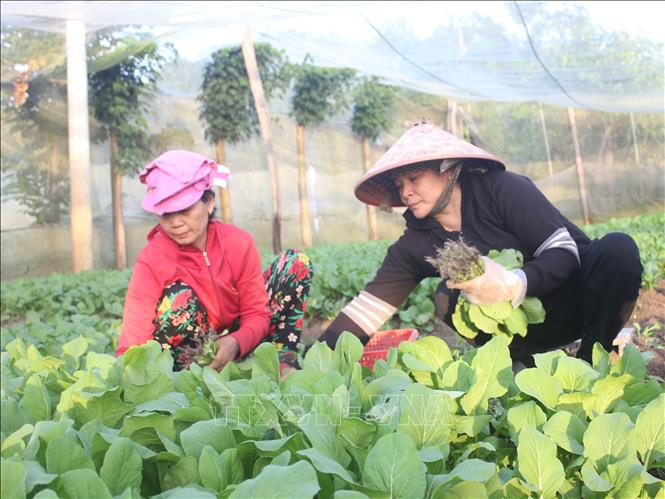 Gia đình bà Phạm Thị Loan ở ấp Thanh Tâm, thị trấn Thanh Bình (Bù Đốp, Bình Phước) thu hoạch rau hữu cơ. Ảnh: K GỬIH –TTXVN