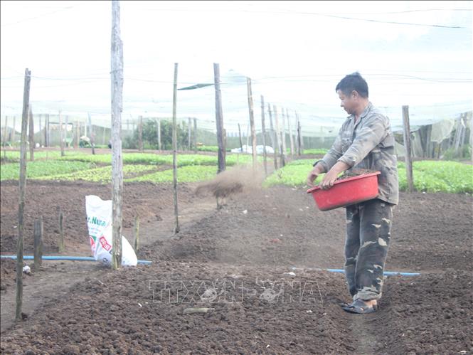 Gia đình ông Lại Văn Bảy ở xã Thanh Hòa (Bù Đốp, Bình Phước) trồng rau hữu cơ mang lại thu nhập 30 triệu đồng/tháng. Ảnh: K GỬIH –TTXVN