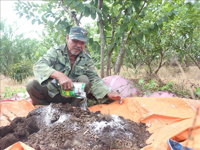 Ông Phan Thế Hải, thị trấn Thanh Bình (Bình Phước) sử dụng phân bón hữu cơ để phòng trừ sâu, bệnh cho vườn ổi. Ảnh: K GỬIH –TTXVN