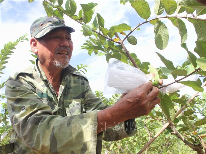 Ông Phan Thế Hải ở thị trấn Thanh Bình (Bình Phước) bọc trái ổi để tránh sâu bệnh. Ảnh: K GỬIH –TTXVN