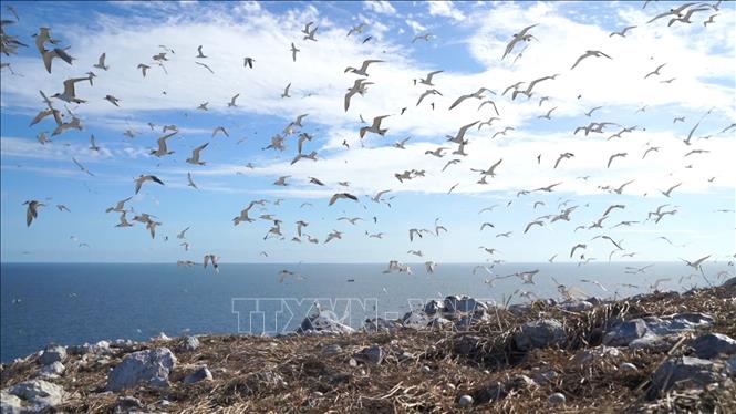 Hon Trung seabird nesting ground inside Con Dao National Park in Ba Ria-Vung Tau Province. VNA Photo: Huỳnh Sơn