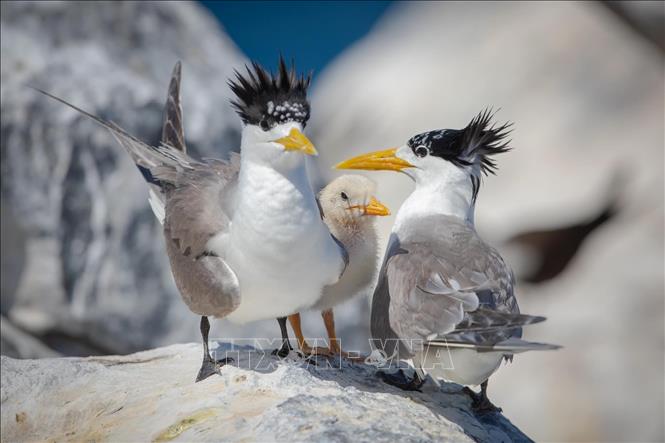 Adult birds and a chick on Hon Trung island. VNA Photo: Huỳnh Sơn