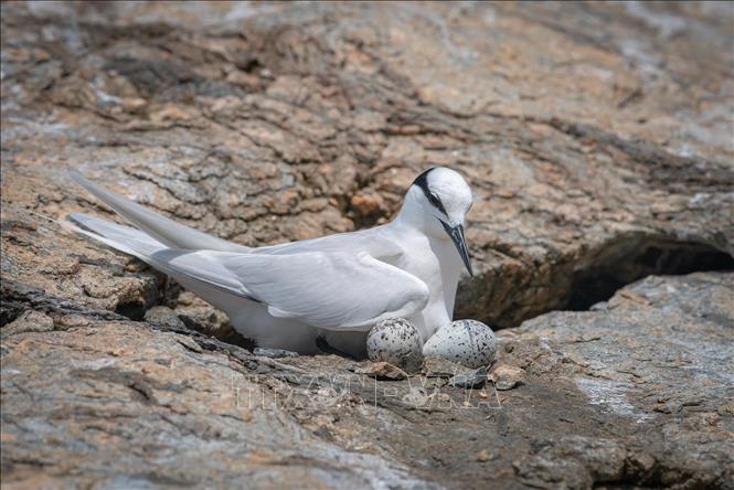 A bird nesting on Hon Trung island. VNA Photo: Huỳnh Sơn