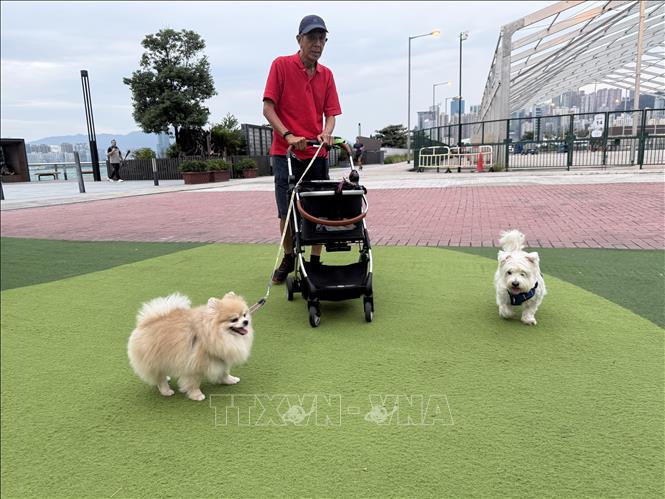 Đưa thú cưng đi dạo chơi ở khu vực cảng Victoria, Hong Kong. Ảnh: Mạc Luyện - PV TTXVN tại Hong Kong