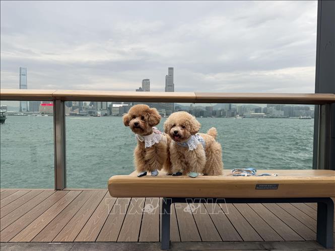 Thú cưng dạo chơi ở khu vực cảng Victoria, Hong Kong. Ảnh: Mạc Luyện - PV TTXVN tại Hong Kong