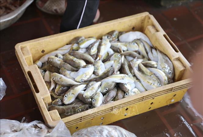 Cá nóc là 1 trong 41 loài sinh vật biển có độc tố rất mạnh ở vùng biển Việt Nam, có thể gây tử vong đối với con người khi ăn phải. Ảnh: Xuân Tiến - TTXVN 