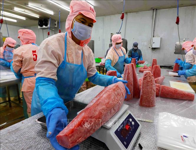 Preprocessing tuna for export at the Ba Hai JSC in the south central province of Phu Yen. VNA Photo: Vũ Sinh