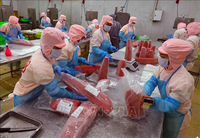 Packaging tuna for export at the Ba Hai JSC in the south central province of Phu Yen. VNA Photo: Vũ Sinh