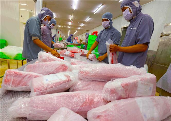 Packaging tuna for export at the Ba Hai JSC in the south central province of Phu Yen. VNA Photo: Vũ Sinh
