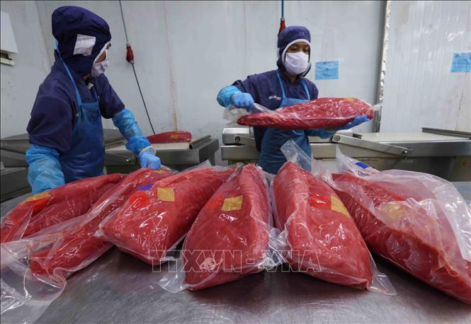 Preprocessing tuna for export at the Ba Hai JSC in the south central province of Phu Yen. VNA Photo: Vũ Sinh