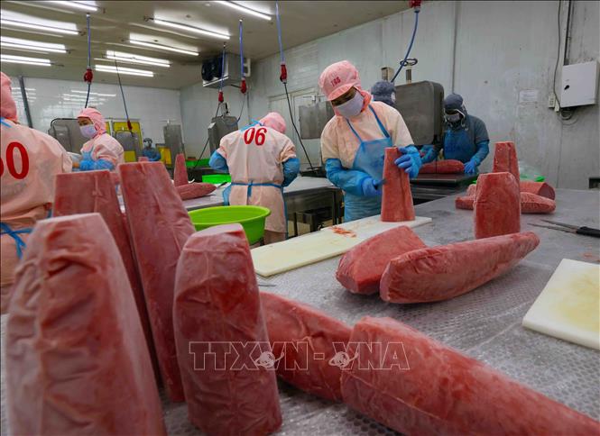Preprocessing tuna for export at the Ba Hai JSC in the south central province of Phu Yen. VNA Photo: Vũ Sinh