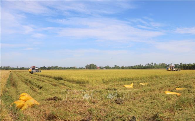 Năng suất bình quân vụ lúa Thu Đông 2024 trên địa bàn tỉnh An Giang ước đạt 60,9 tạ/ha; tăng 1,6 tạ/ha so cùng kỳ. Ảnh: Công Mạo-TTXVN