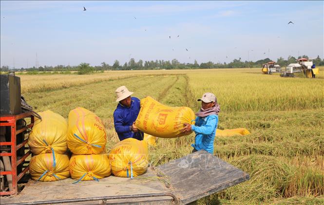 Năng suất bình quân vụ lúa Thu Đông 2024 trên địa bàn tỉnh An Giang ước đạt 60,9 tạ/ha; tăng 1,6 tạ/ha so cùng kỳ. Ảnh: Công Mạo-TTXVN