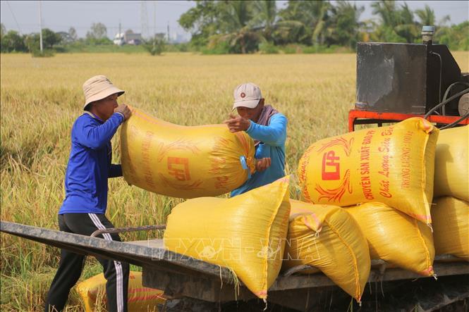  Năng suất bình quân vụ lúa Thu Đông 2024 trên địa bàn tỉnh An Giang ước đạt 60,9 tạ/ha; tăng 1,6 tạ/ha so cùng kỳ. Ảnh: Công Mạo-TTXVN