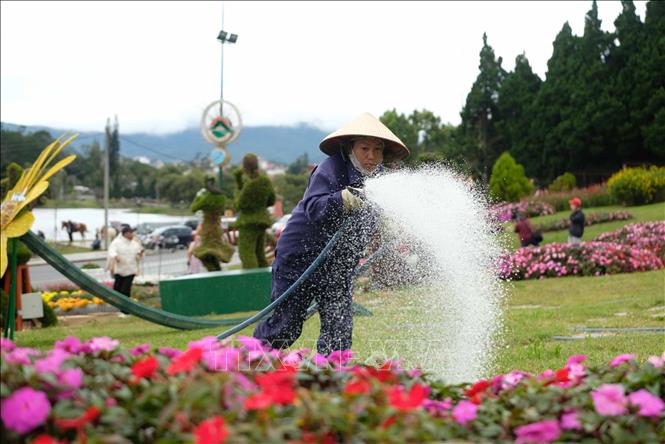 Công nhân liên tục chăm sóc cho các tiểu cảnh hoa để duy trì độ tươi mới trong suốt 1 tháng diễn ra Festival hoa Đà Lạt lần thứ X năm 2024. Ảnh: Nguyễn Dũng – TTXVN