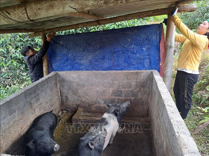 Người dân che chắn chống rét cho gia súc, vật nuôi ở xã biên giới Xín Chải, huyện Vị Xuyên, tỉnh Hà Giang. Ảnh: Đức Thọ - TTXVN