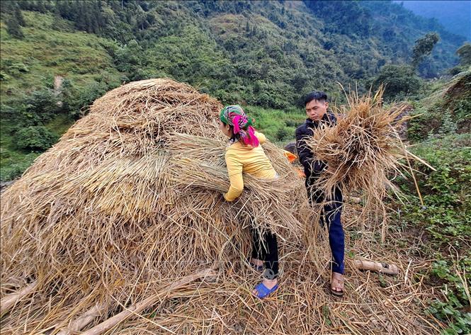 Người dân chuẩn bị thức ăn, rơm rạ cho gia súc vật nuôi chống rét ở xã biên giới Xín Chải, huyện Vị Xuyên, tỉnh Hà Giang. Ảnh: Đức Thọ - TTXVN