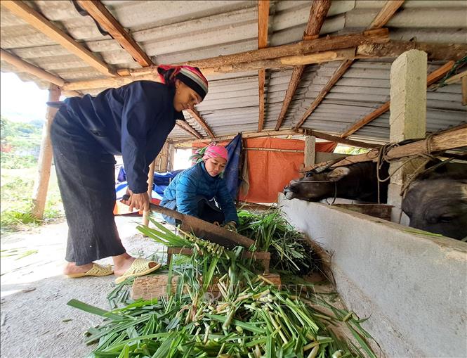 Người dân đảm bảo thức ăn, rơm rạ cho gia súc vật nuôi chống rét ở xã biên giới Xín Chải, huyện Vị Xuyên, tỉnh Hà Giang. Ảnh: Đức Thọ - TTXVN
