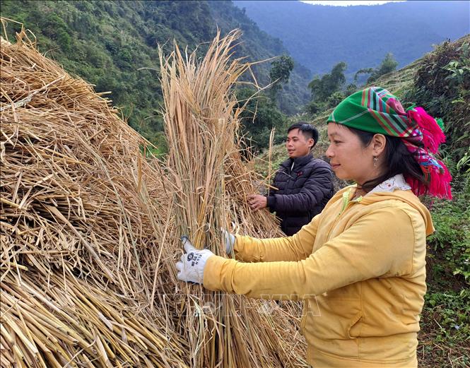 Người dân đảm bảo thức ăn, rơm rạ cho gia súc vật nuôi chống rét ở xã biên giới Xín Chải, huyện Vị Xuyên, tỉnh Hà Giang. Ảnh: Đức Thọ - TTXVN