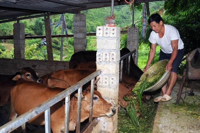 Hội Cựu chiến binh huyện Phù Yên (Sơn La) triển khai thực hiện nhiều mô hình phát triển kinh tế hiệu quả, góp phần giúp hội viên vươn lên xóa đói, giảm nghèo. Trong ảnh: Mô hình 