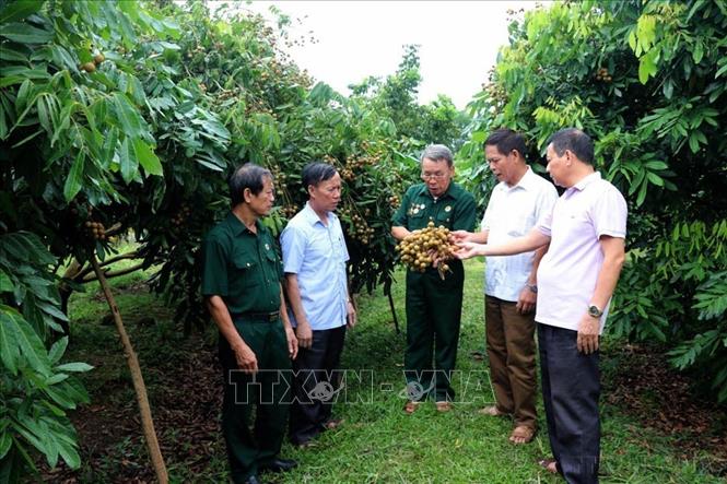 Cựu chiến binh Trần Mạnh Mật tại thôn 3, xã Lưỡng Vượng, thành phố Tuyên Quang là điển hình làm kinh tế giỏi, mỗi năm mô hình trang trại tổng hợp của ông cho thu lãi gần 100 triệu đồng. Ảnh: Hoàng Hải - TTXVN