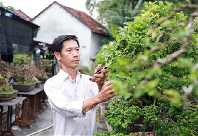 Mô hình vườn mẫu cây cảnh của nông dân xã Hòa Đồng (Tây Hòa, Phú Yên) mang lại thu nhập cao. Ảnh: Xuân Triệu - TTXVN