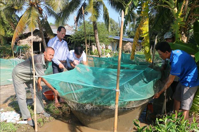 Nông dân thu hoạch cá chứa trong vèo chờ thương lái đến bán. Ảnh: Tuấn Phi-TTXVN