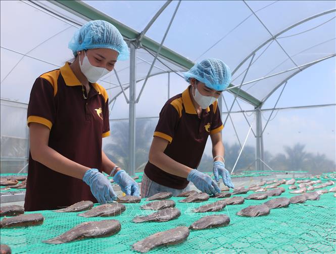 Nhân viên cơ sở Tâm Đức Tín (thị xã Ngã Năm) sơ chế khô từ cá đăng quần trong nhà màng (bao lưới tránh côn trùng). Ảnh: Tuấn Phi-TTXVN
