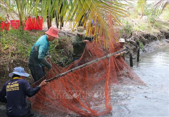 Nông dân Ngã Năm (Sóc Trăng) kéo lưới để thu hoạch cá đăng quầng. Ảnh: Tuấn Phi-TTXVN