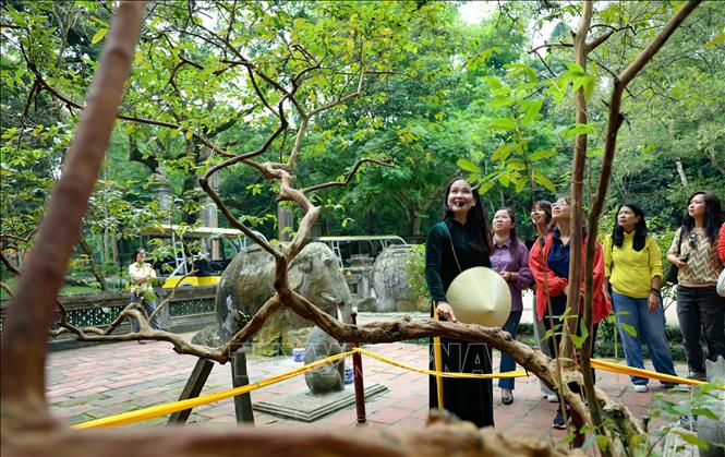 Lam Kinh còn thu hút du khách bởi những truyền thuyết ly kỳ, như cây ổi cười, khi du khách chạm tay và cù nhẹ lên thân cây, toàn bộ cây sẽ rung lắc. Ảnh: Thanh Tùng - TTXVN