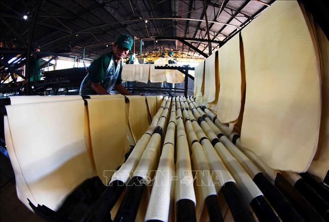 Processing rubber at the Kon Tum Rubber Company under the Vietnam Rubber Group (VRG) in the Central Highlands province of Kon Tum. VNA Photo: Vũ Sinh