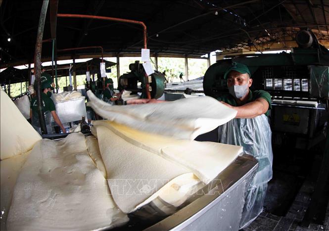 Processing rubber at the Kon Tum Rubber Company under the Vietnam Rubber Group (VRG) in the Central Highlands province of Kon Tum. VNA Photo: Vũ Sinh