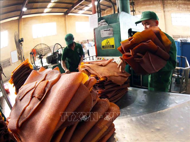 Processing rubber at the Kon Tum Rubber Company under the Vietnam Rubber Group (VRG) in the Central Highlands province of Kon Tum. VNA Photo: Vũ Sinh
