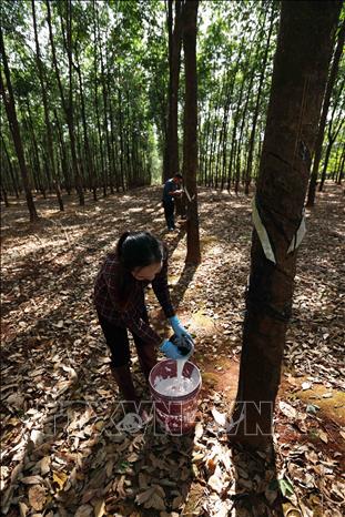 Collecting rubber latex at a farm of the Kon Tum Rubber Company under the Vietnam Rubber Group (VRG) in the Central Highlands province of Kon Tum. VNA Photo: Vũ Sinh
