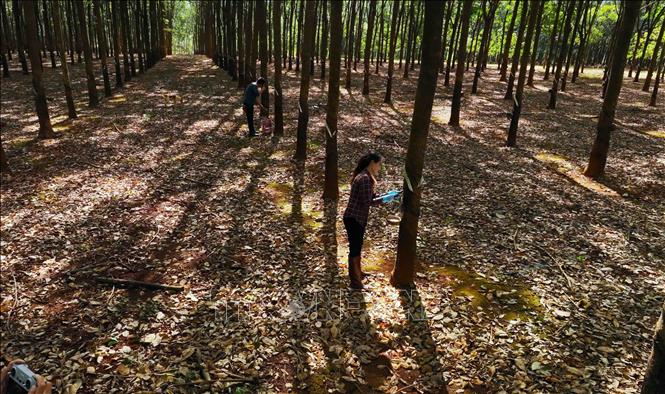 Collecting rubber latex at a farm of the Kon Tum Rubber Company under the Vietnam Rubber Group (VRG) in the Central Highlands province of Kon Tum. VNA Photo: Vũ Sinh