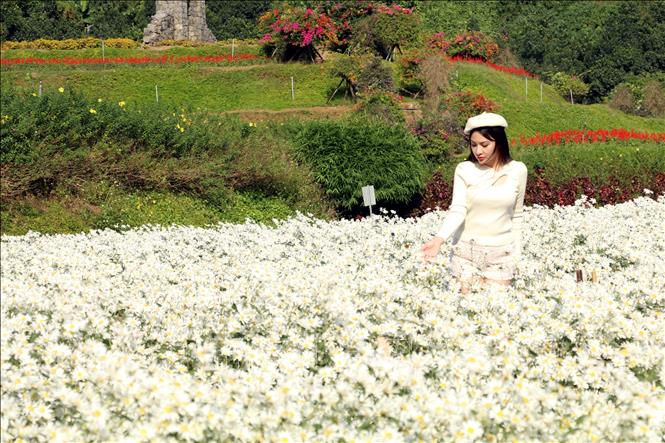 Mùa hoa cúc họa mi là một trải nghiệm tuyệt vời, đầy cảm xúc. Ảnh: Hải Yến - TTXVN