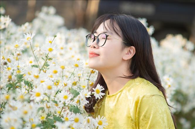 Vườn cúc họa mi tại Khu du lịch sinh thái Thung Nham, huyện Hoa Lư, tỉnh Ninh Bình thu hút đông đảo du khách đến chụp ảnh. Ảnh: Hải Yến - TTXVN