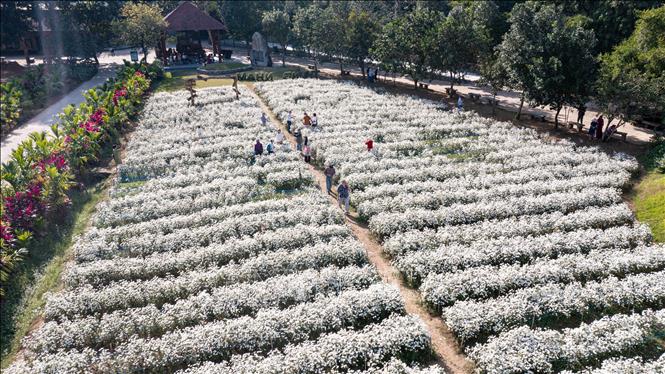 Vườn cúc họa mi tại Khu du lịch sinh thái Thung Nham, huyện Hoa Lư, tỉnh Ninh Bình thu hút du khách tới tham quan, chụp ảnh. Ảnh: Hải Yến - TTXVN