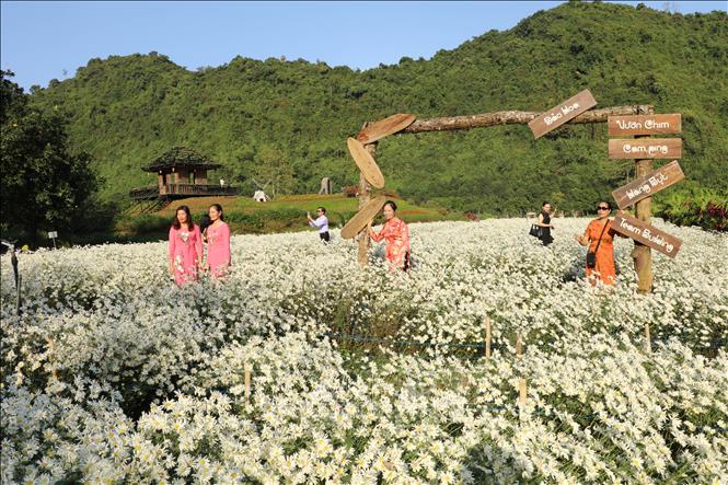 Ninh Bình vào mùa hoa cúc họa mi đã trở thành thời điểm lý tưởng để du khách. Ảnh: Hải Yến - TTXVN