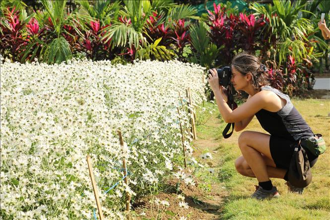 Du khách sẽ có trải nghiệm tuyệt vời và đầy cảm xúc khi tới Ninh Bình vào mùa cúc họa mi nở. Ảnh: Hải Yến - TTXVN