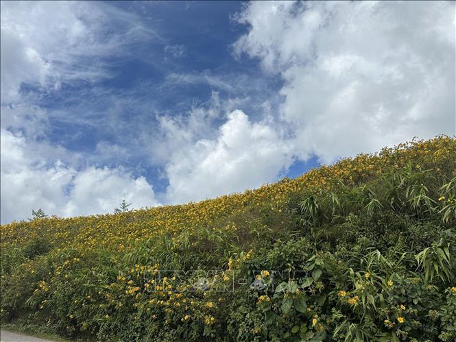 Những cánh đồng hoa dã quỳ vàng rực hai bên đường là điểm thu hút khách du lịch tới Mae Hong Son. Ảnh: Huy Tiến - P/v TTXVN tại Thái Lan
