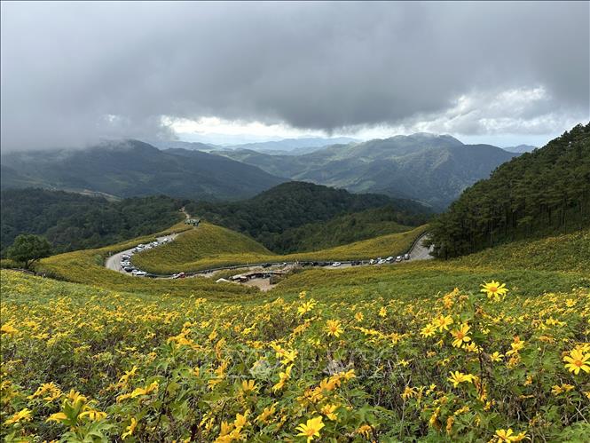 Những cánh đồng hoa dã quỳ vàng rực hai bên đường là điểm thu hút khách du lịch tới Mae Hong Son. Ảnh: Huy Tiến - P/v TTXVN tại Thái Lan
